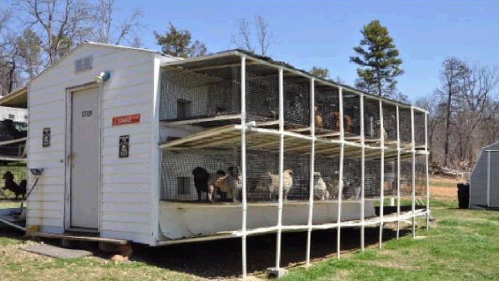 Dog and puppy mill breeder who keeps dogs in stacked housing