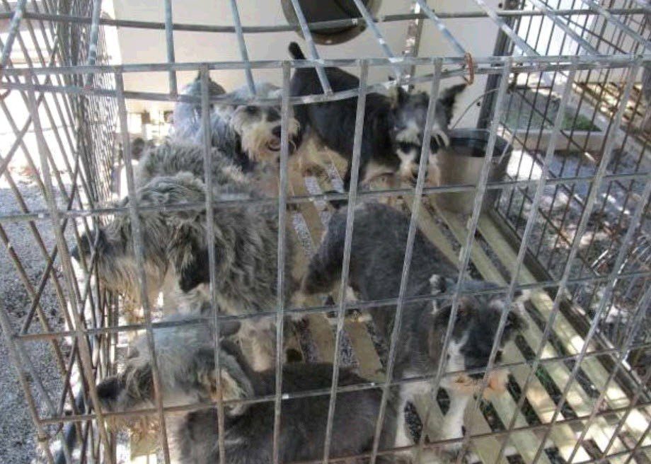Schnauzer dog breeder keeping mother and puppies in small over crowded cages with large slatsPuppies For Sale