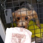 Rescued Dog Stop Online Puppy Mills