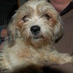 Stop Online Puppy Mills Rescued Dog