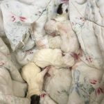Puppies for sale online