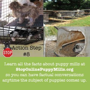 Stop Online Puppy Mills Action Steps