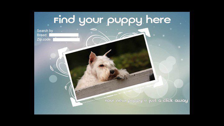Puppies For Sale Online