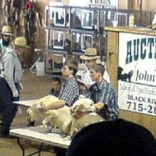 What is a Dog Auction