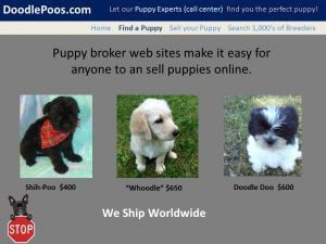 Puppies for sale online