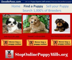 Doodle Puppies for sale online