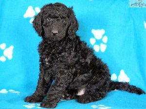 Doodle Dog Puppies For Sale
