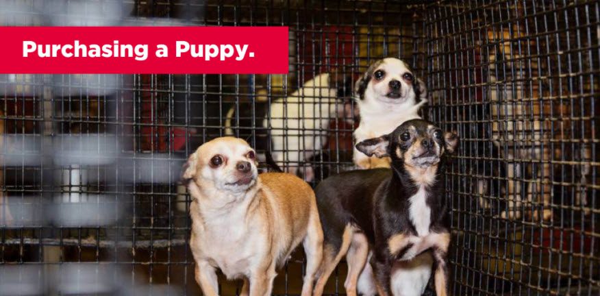 Bissell Pet Foundation Stop Online Puppy Mills