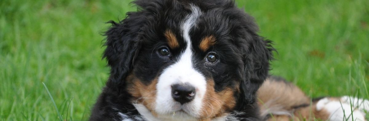 Peep Persona Grønne bønner Buying Bernedoodle Puppies Online - Stop Online Puppy Mills