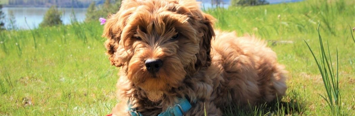 Buying Labradoodle Puppies Online Buying Labradoodle Puppies Online