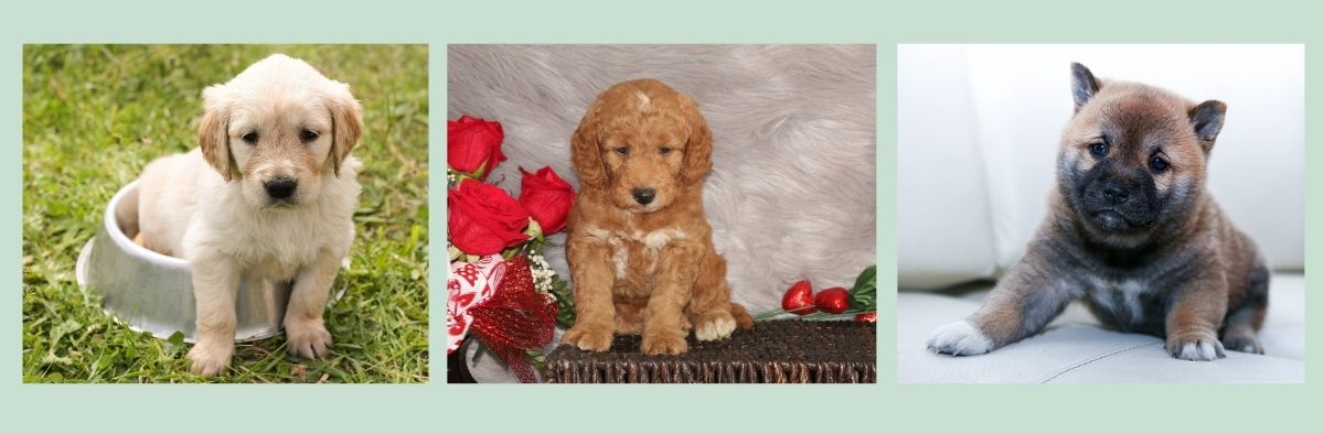 Buying puppies online from PuppySpot.com