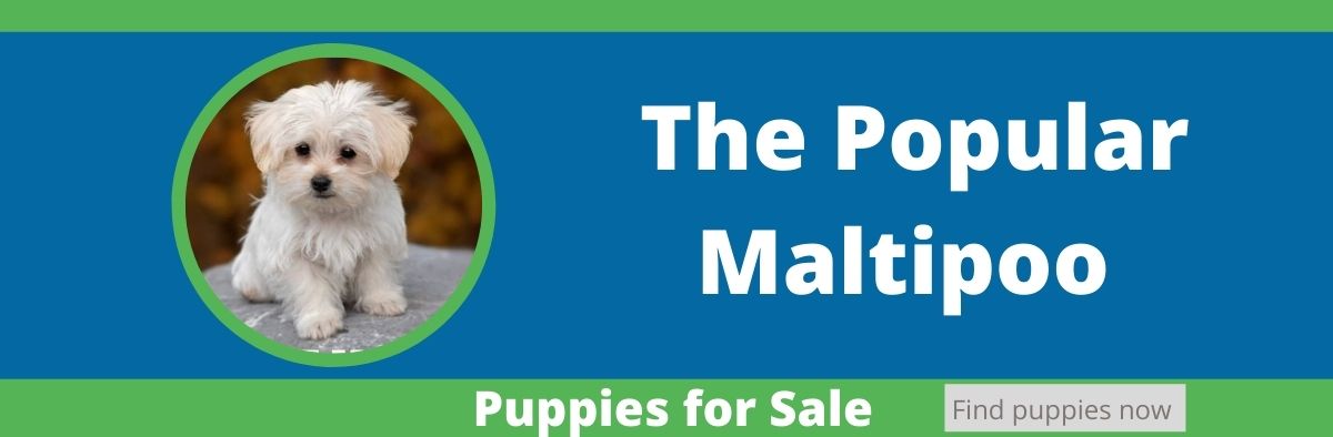 Buying Puppies on PuppyFind.com