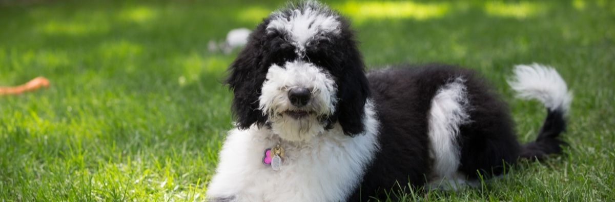 Buying Sheepadoodle Puppies Online Buying Sheepadoodle Puppies Online