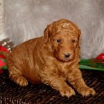 Goldendoodle puppies for sale online near me Goldendoodle puppies for sale online near me