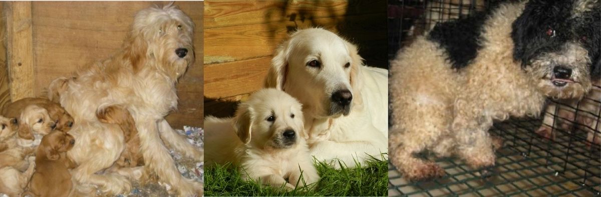 Meet the Mother Dog Header 1
