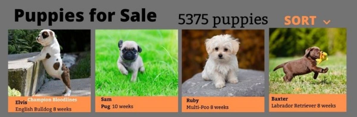 Buying a puppy based on a picture