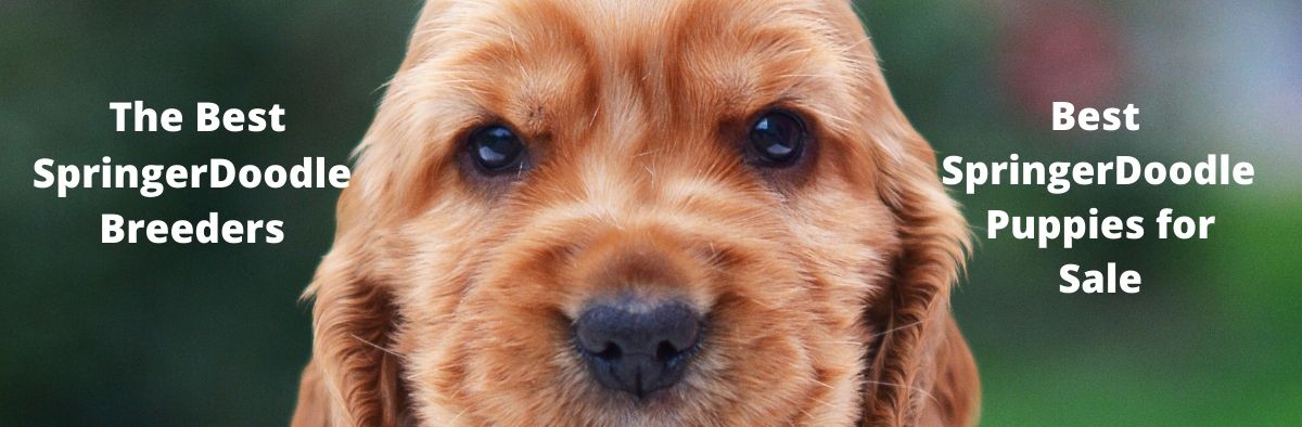 Springerdoodles.com