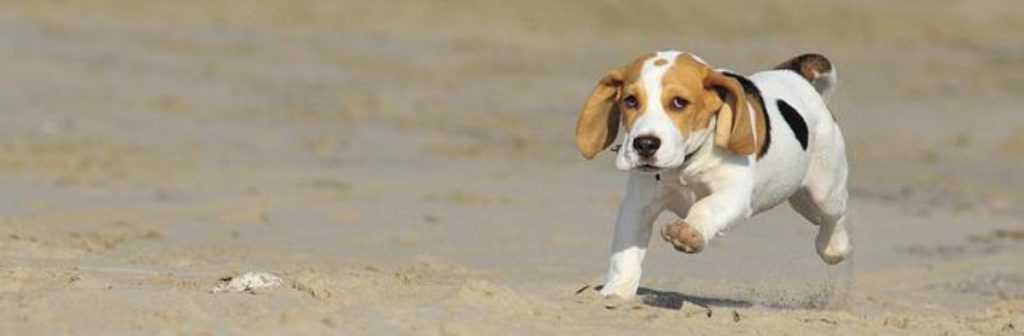 Beagle Puppies Beagle Puppies
