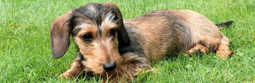 Dachshund Puppies Dachshund Puppies for Sale