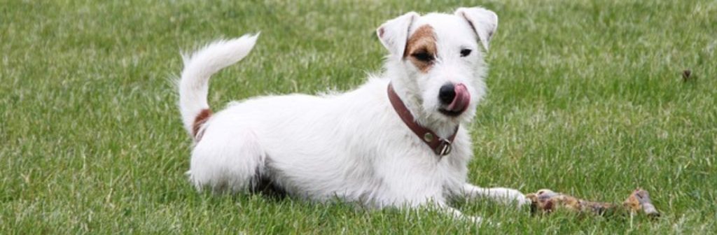 Jack Russell Terrier Jack Russell Terrier