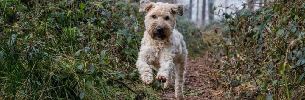 are soft coated wheaten terriers intelligent dogs